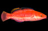 Conde's Fairy Wrasse, Female :: 33667