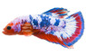 'Old Glory' Betta, Male  :: 54435