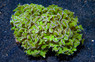 Octofrogspawn Branching, Green w/ Purple Tip :: 97003