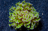 Wall Hammer Green w/Purple Tips :: 71626