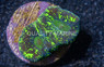 Brain Star Goniastrea Neon Green Splatter :: 91868