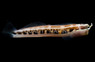 Lineatus, Red Head :: 12589