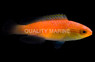 Nahacky's Fairy Wrasse :: 36072