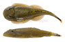 Myer's Hillstream Loach :: 23316