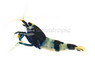 Panda Black King Kong Shrimp :: 21753