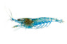 Blue Jelly Shrimp :: 23826