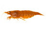 Blood Sunkist Shrimp :: 49902