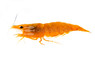 Sunkist 24K Shrimp :: 78147