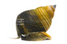 Striped Wizard Snail :: 15798