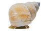 White Wizard Snail :: 34609