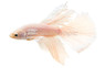 Male Halfmoon Pearl White :: 30211