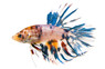Koi Crowntail Betta, Male :: 45580