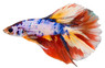 Halfmoon Galaxy Koi, Male :: 61844