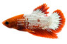 HMPK Hellboy, Male :: 66289