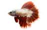 Male Halfmoon Rosetail :: 85294