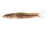 Multibanded Red Tail Loach :: 43119