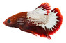 Red FCCP Betta, Male :: 16395