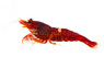 Super Red Crystal Shrimp :: 20077