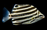 East-Australian Stripey :: 21323