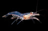 Boggessi Peppermint Shrimp :: 64723