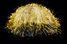 Green Pincushion Urchin :: 59531