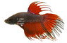 Red Crowntail Betta, Male :: 10887