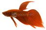 Red, Male :: 43128