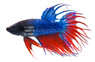 Blue Crowntail Betta, Male :: 60389