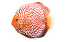 Tiger Pigeon Blood Discus :: 67585