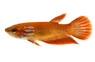Red Betta, Female :: 88597