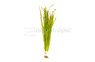 Vallisneria nana - Thin Straight (rooted) :: 14629
