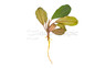 Bucephalandra theia (rooted) :: 16082