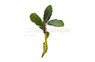 Bucephalandra "Artemis" (rooted) :: 44699
