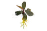Bucephalandra "Red Central" (rooted) :: 96989