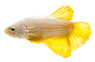 Male HMPK Gold Dragon :: 35057