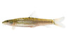 Redtail Zebra :: 45377