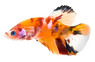 Male HMPK Koi :: 24087