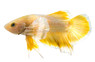 Gold Dumbo Ear Betta, Male :: 28491