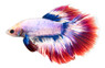 'Muscot' Halfmoon Betta, Male :: 63155