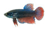 King, Male :: 35966