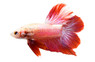Halfmoon Doubletail Plakat Betta, Male :: 44415
