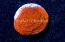 Encrusting Red :: 52658