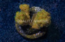Cauliflower, Green :: 34412