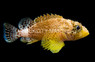Reef Scorpionfish :: 25831
