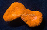 Brain Open Highlighter Orange :: 61867