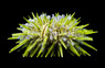 Green Pincushion Urchin :: 59532