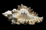 Flowery Lace Murex Snail :: 43772
