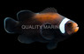 Extreme Misbar Darwin Ocellaris Clownfish, QM Labs :: 36680