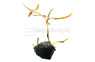 Tiger Lotus Lily Tuber :: 55465