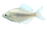 White Fin :: 23980
